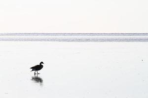 ganso canadiense en el lago congelado