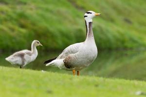 Bar-headed goose with young Chick photo