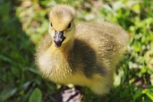 portrait of young yellow gosling, oil paint stylization