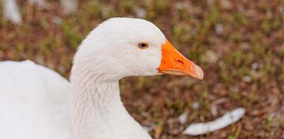 White Geese photo