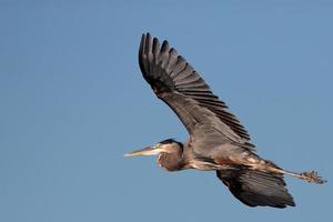 Great Blue Heron Isolated