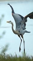 Great blue heron taking off in a Florida marsh.