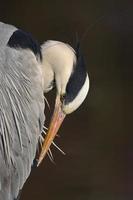 Gray heron portrait photo