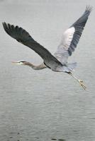 Flying Blue Heron photo