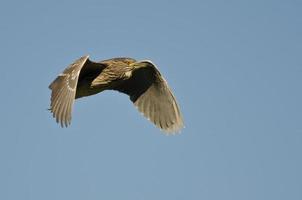 Immature Black-crowned Night-Heron Flying in a Blue Sky photo