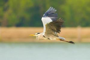 Flying Grey heron