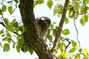 Young Great Horned Owl photo