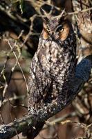 Long Eared Owl photo