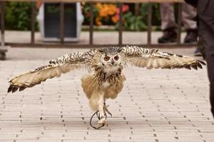 Run up owl photo