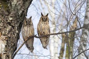 Two Long-eared Owls in spring in birch forest