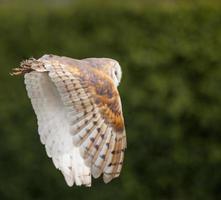 Barn Owl In Flight photo