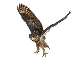 Eurasian Eagle-Owl flying against white background