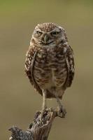 Borrowing Owl photo