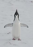 adulto adelie penguin tokuet.