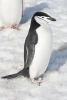 Antarctic penguin bright spring day. photo