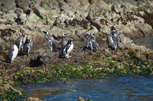 Penguins on Chiloé photo