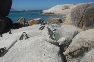 pingüinos a la orilla