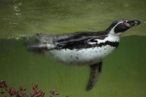 Pingüino de Humboldt (Spheniscus humboldti). foto