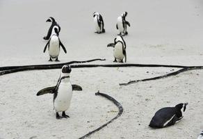 Pingüino africano en la playa. foto