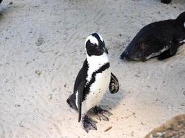 Pinguin photo