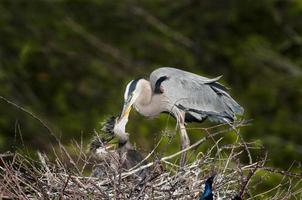 Great Blue Heron feeding young