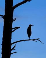 Silhouette of a Heron.