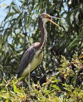 Tricolored Heron Sticking out Tongue photo