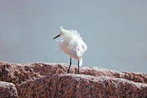 Snowy egret photo