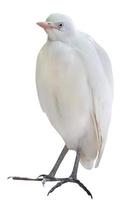 heron isolated on white