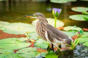 beautiful Javan Pond Heron bird photo