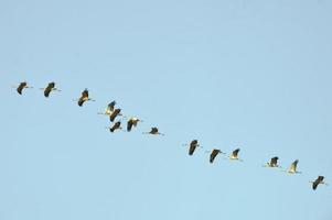 Common cranes photo