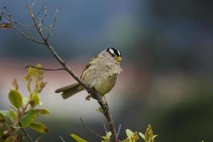 Sparrow closeup photo