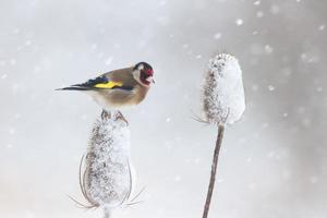 Goldfinch, Carduelis cardueliss photo