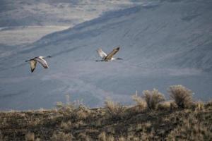 Sand hill Cranes photo
