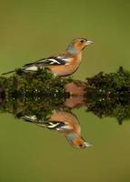 Reflection of a Male Common Chaffinch (Fringilla coelebs) photo