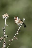 Goldfinch,Carduelis cardueliss