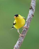 Summer Goldfinch