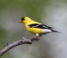 American Goldfinch (Male) photo