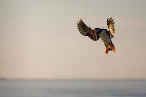 puffin with fish landing sunset