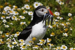 puffin with sandeels walking through flowers photo