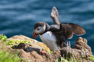 Puffin stands on a rock, Iceland photo