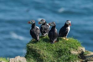 group of Puffins