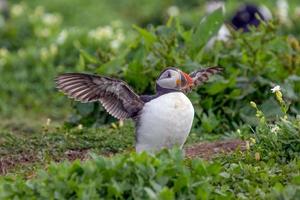 Atlantic puffin ready to fly photo