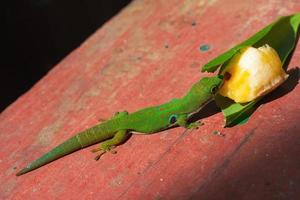 Madagascar day gecko