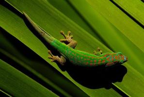 Colorful gecko photo
