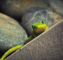 Close up shot of a green gecko photo