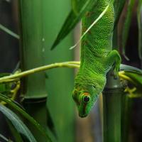 Madagascar Day Gecko photo