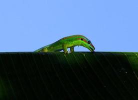 Gecko licking leaf photo