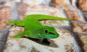 Lizard closeup photo