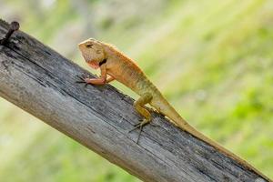 Brown lizard photo
